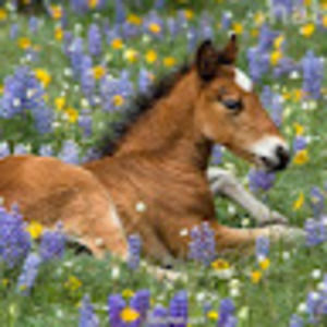 Meet your Posher, Evelyn